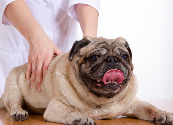 Chiropractic Therapy for Animals